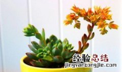 春天开的多肉 哪些多肉春季开花