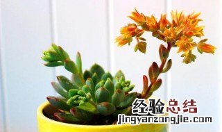 春天开的多肉 哪些多肉春季开花
