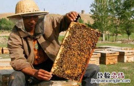 中蜂越冬管理技术要点 中蜂越冬管理技术