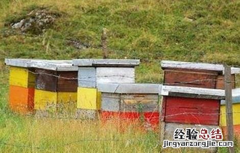 中蜂越冬管理技术要点 中蜂越冬管理技术