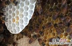 怎么能让蜜蜂快速造脾 怎么让蜜蜂快速做脾