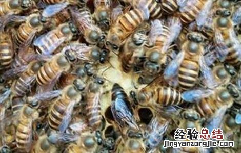 怎么能让蜜蜂快速造脾 怎么让蜜蜂快速做脾