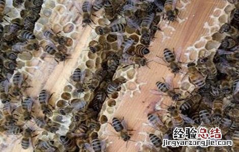 怎么能让蜜蜂快速造脾 怎么让蜜蜂快速做脾