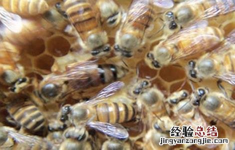 怎么能让蜜蜂快速造脾 怎么让蜜蜂快速做脾