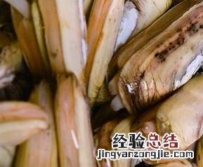 蛏子的功效与作用 蛏子的功效与作用、禁忌和食用方法