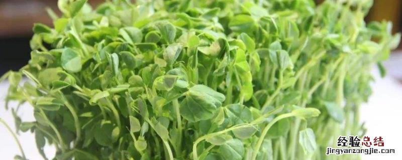 豆苗是用什么豆长出来的，长在哪种土壤中好