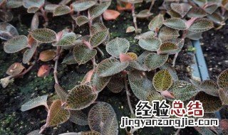 金线莲的吃法 如何吃金线莲