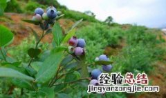 如何快速让土壤变酸性 有这些方法