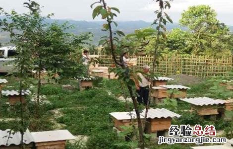 蜂群达不到采蜜群势的补救方法 抓住蜂后能控制蜂群吗