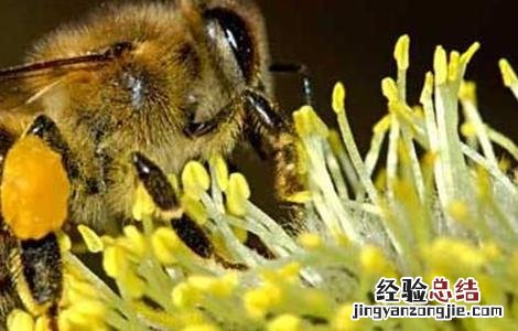 蜂群达不到采蜜群势的补救方法 抓住蜂后能控制蜂群吗