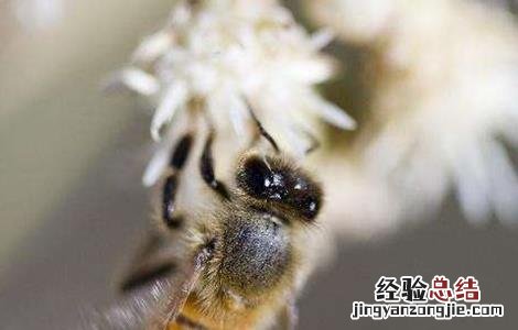 蜂群达不到采蜜群势的补救方法 抓住蜂后能控制蜂群吗
