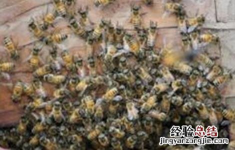 蜂箱蜂群水分过多该怎么办 蜂箱里面的蜂太多怎么办