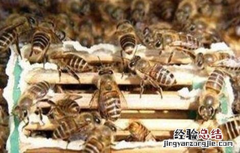 蜂箱蜂群水分过多该怎么办 蜂箱里面的蜂太多怎么办