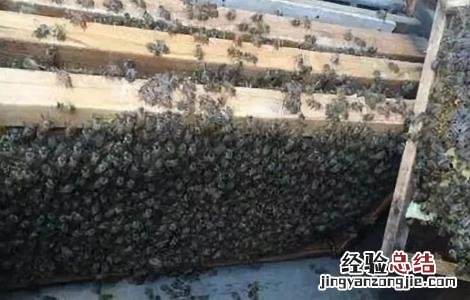 蜂箱蜂群水分过多该怎么办 蜂箱里面的蜂太多怎么办