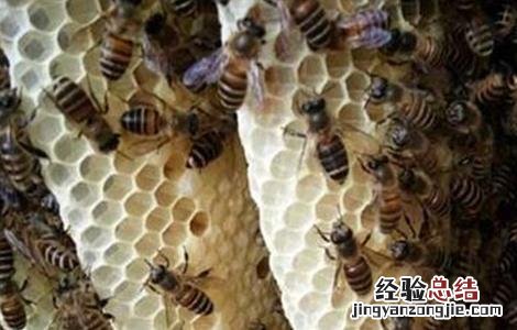 蜂箱蜂群水分过多该怎么办 蜂箱里面的蜂太多怎么办