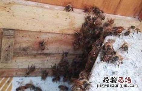 蜜蜂越冬饲喂方法和注意事项 蜜蜂喂越冬饲料的时间