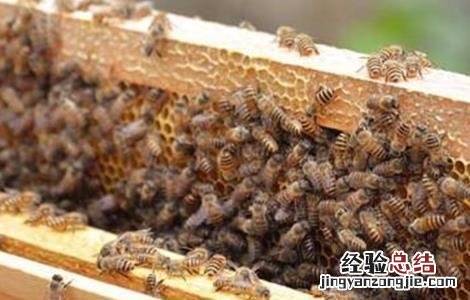 蜜蜂越冬饲喂方法和注意事项 蜜蜂喂越冬饲料的时间