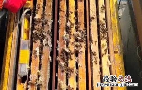 蜜蜂越冬饲喂方法和注意事项 蜜蜂喂越冬饲料的时间