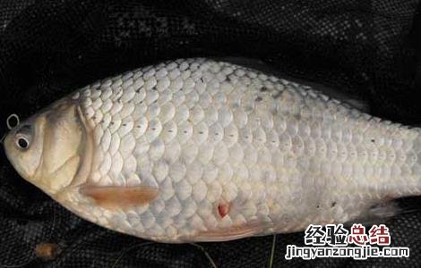 鲫鱼吃什么食物生长快 鲫鱼吃什么食物