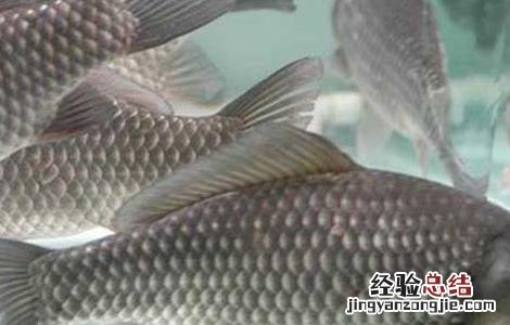 鲫鱼吃什么食物生长快 鲫鱼吃什么食物