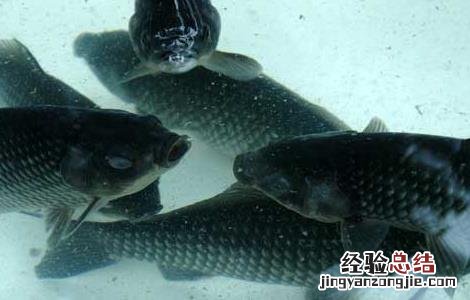 鲫鱼吃什么食物生长快 鲫鱼吃什么食物