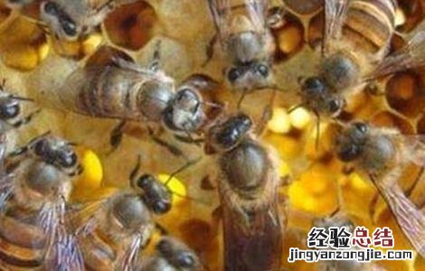 中蜂蜂群合并新法 中蜂蜂群合并原则