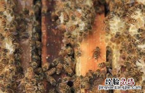 中蜂蜂群合并新法 中蜂蜂群合并原则
