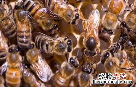 中蜂蜂群合并新法 中蜂蜂群合并原则