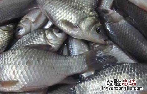 鲫鱼的生活习性 鲫鱼的生活方式与生活环境