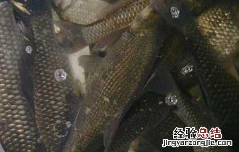 鲫鱼的生活习性 鲫鱼的生活方式与生活环境