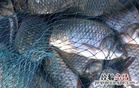 鲫鱼的生活习性 鲫鱼的生活方式与生活环境