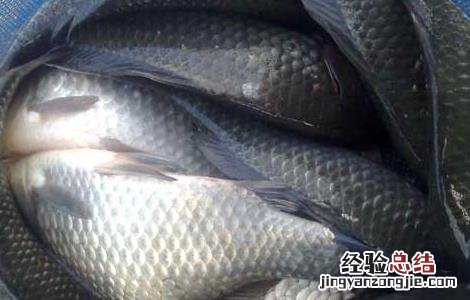 鲫鱼的生活习性 鲫鱼的生活方式与生活环境