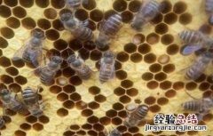 中蜂烂子病的防治方法 中蜂烂子病防治技术