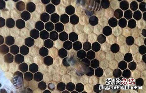 中蜂烂子病的防治方法 中蜂烂子病防治技术