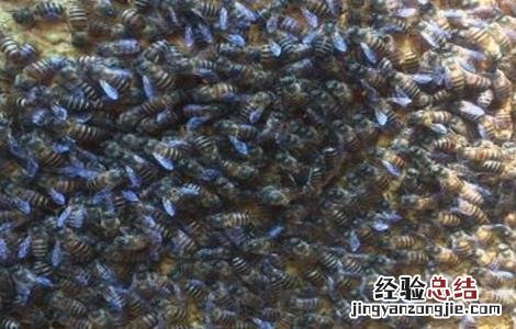 中蜂烂子病的防治方法 中蜂烂子病防治技术