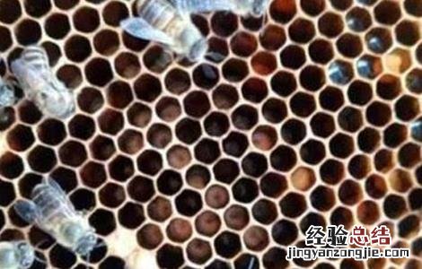 中蜂人为造成烂子的原因 中蜂烂子病会不会传染