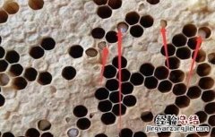 中蜂人为造成烂子的原因 中蜂烂子病会不会传染