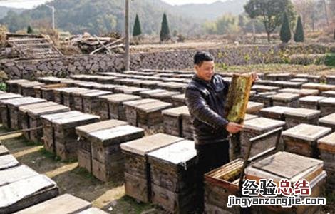 养蜂冬季应该注意什么 冬季养蜂注意事项