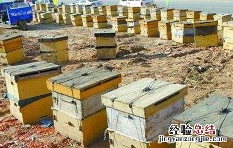 养蜂冬季应该注意什么 冬季养蜂注意事项