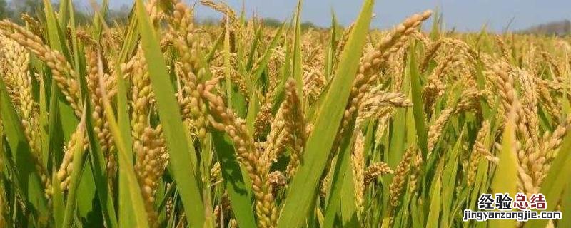 制作粽子的原料糯稻是什么授粉的，糯稻烘干温度是多少