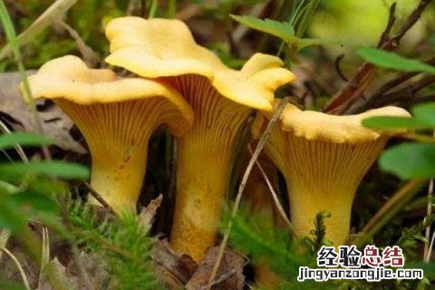 云南野生菌种类图及名云南回春草生长在什么地方 云南野生菌种类图及名