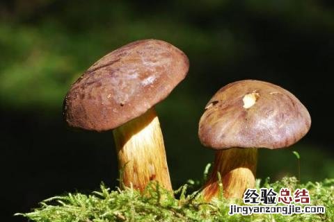 云南野生菌种类图及名云南回春草生长在什么地方 云南野生菌种类图及名