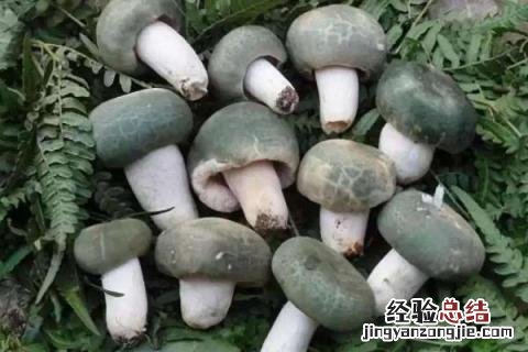 云南野生菌种类图及名云南回春草生长在什么地方 云南野生菌种类图及名