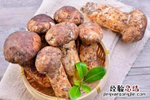 云南野生菌种类图及名云南回春草生长在什么地方 云南野生菌种类图及名