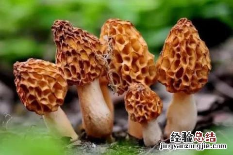 云南野生菌种类图及名云南回春草生长在什么地方 云南野生菌种类图及名