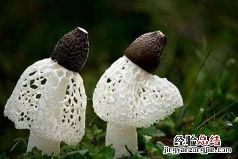 云南野生菌种类图及名云南回春草生长在什么地方 云南野生菌种类图及名