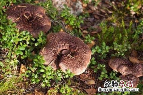 云南野生菌种类图及名云南回春草生长在什么地方 云南野生菌种类图及名