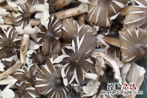 云南野生菌种类图及名云南回春草生长在什么地方 云南野生菌种类图及名