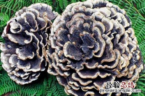 云南野生菌种类图及名云南回春草生长在什么地方 云南野生菌种类图及名