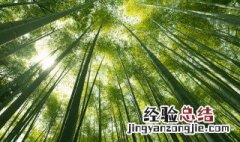 竹子的拼音 竹子的拼音介绍